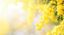 Mimosa Flowers On Blue Blurred Soft Background Generative AI