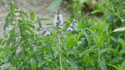 Wall Mural - mint plant flower, the green fresh mint plant cultivated in the garden is now old, it has started to bloom and give seeds,