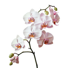 Wall Mural - the transparent background enhances the allure of orchids