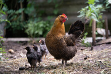 A Beautiful Adult Hen Walks With Her Chicks