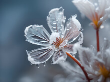 Ice Covered Frozen Flower Leaves Transparent Plant Winter Nature Frost Detail