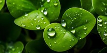 Water Droplets On Microgreen Leaves, Illuminated By A Soft Light, Showcasing The Details And Texture Of The Leaves