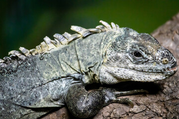 Wall Mural - Iguana in the zoo