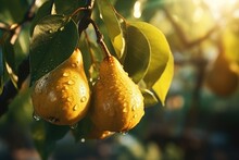 Ripe Green Pears On Tree Branch With Green Leaves And Water Drops In Fruit Garden, Close-up. Sunlight And Blurry Background.