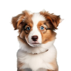 Canvas Print - Australian shepherd puppy isolated on transparent background Studio portrait Front view Dog facing the camera