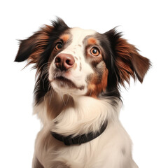 Wall Mural - transparent background with a dog image in a studio