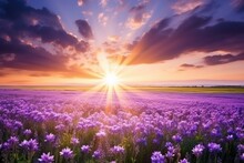 A Field Of Purple Flowers Is Bathed In The Warm Glow Of A Setting Sun, Creating A Stunning And Serene Scene.