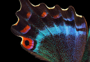 Aufkleber - Bright colorful wing of tropical butterfly isolated on black. Papilio maackii. Alpine black swallowtail. 