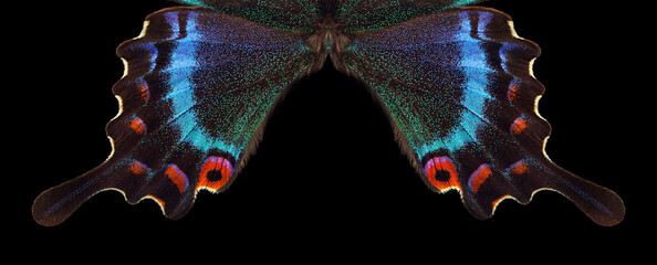 Aufkleber - Bright colorful wings of tropical butterfly on black. Papilio maackii. Alpine black swallowtail.