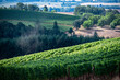 Sunlight highlights rows of vines in an Oregon vineyard, lush summer growth and dark and light greens as rows merge together into a mass of green framed by trees. 