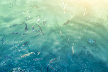 Wall Mural - Top view of sea water surface with fish visible through transparent blue water, sea water surface for background