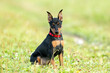 Portrait of a black and tan miniature pinscher puppy sitting on a green lawn