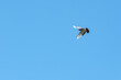 Homing pigeon comes home spreading its wings against a blue sky