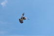 Homing pigeon comes home spreading its wings against a blue sky