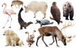 collection of different birds and mammals from north america isolated on white background.