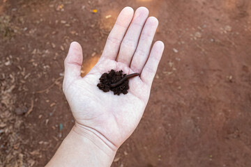 Wall Mural - hand with dirt and earthworm