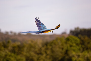 Poster - Adult Blue-and-yellow Macaw