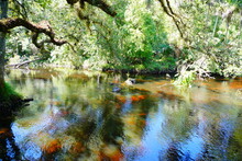 Landscape Of Hillsborough River State Park At Tampa, Florida	

