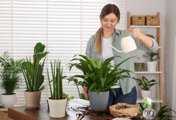 Poster - Woman watering houseplants after transplanting at wooden table indoors