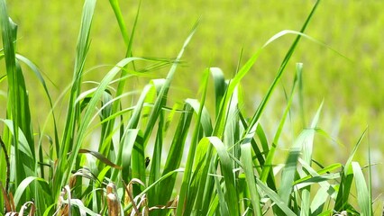 Wall Mural - High grasses with sunlight, countryside Chiangmai province  Thailand.