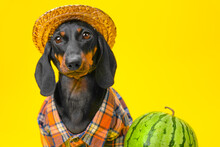 Cute Little Dachshund Dog In Straw Hat, Plaid Shirt, Tired Farmer Next To Round Ripe Watermelon With Tail On Yellow Background. Advertising Of Eco-friendly Natural Farm Fruit, Berry Grown In Villages