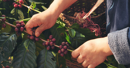 Close up hands harvest red seed in basket robusta arabica plant farm. Coffee plant farm woman Hands harvest raw coffee beans. Ripe Red berries plant fresh seed coffee tree growth in green eco farm