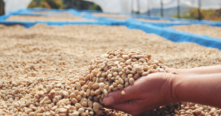 Close up Hand with Raw coffee beans heap dry green seed. Farmer's hands selected waste rod unroasted grain in eco farm. Arabica farm plant coffee bean agriculture objects. Sun dried Fresh black coffee