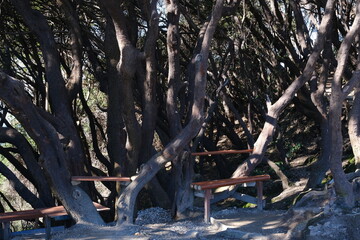 A large old tree with dangling leaves, looking up at the thick trunk and winding branches in Tangkuban Perahu mountain area