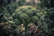 Lush Outdoor Capture Of A Thriving Broccoli Plant In A Vibrant Garden Setting