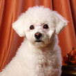A Bichon Frise gazes into its owner's eyes, reflecting trust and devotion.