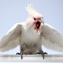A Lively And Exuberant Cockatoo With A Vibrant Crest And Expressive Eyes Squawks Loudly Against A Plain White Background.