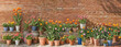 Many potted tulips are blooming in front of the brick wall. background image. 