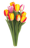 Fototapeta Tulipany - bunch of tulips isolated on a transparent background
