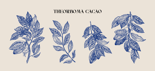 Cocoa plant set. Fruits, flowers, leaves. Engraving style. Vector vintage illustration. Blue.
