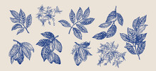 Cocoa Set. Fruits, Flowers, Leaves. Gravure Style. Blue.