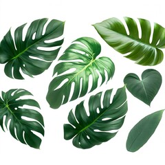  Green leaves pattern ,leaf monstera isolated on white background