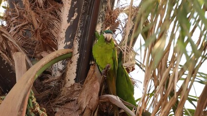 Poster - Adult Red shouldered Macaw