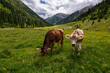 Two happy cows in the mountains of tyrol near the Schlegeis reservoir in austria in summer on a green meadow