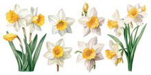 Watercolor Narcissus Clipart For Graphic Resources
