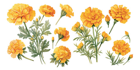 watercolor  marigold flower clipart for graphic resources