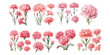watercolor carnation flower clipart for graphic resources