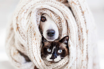 Canvas Print - Dog and cat covered in brown material scarf