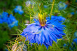 Blue nigella damask flower close-up. Decorative black cumin flowers