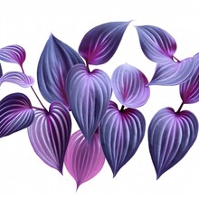 Violet Leaves Pattern,leaf Tradescantia Pallida Or Purple Queen Plant Or Purple Heart Isolated On White Background