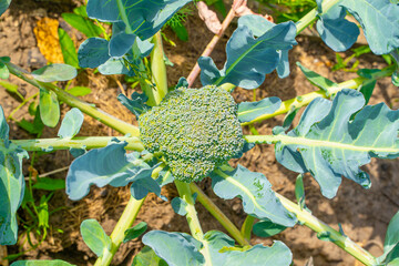 Wall Mural - Close-up of a young broccoli inflorescence. sunny summer weather