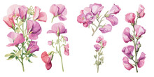 Watercolor Sweet Pea Clipart For Graphic Resources