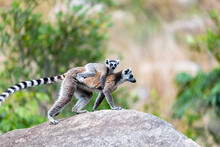 Ring-tailed Lemur (Lemur Catta), Mother With Baby On Back Sitting On Stone. Endangered Endemic Animal In Andringitra National Park Mountain, Madagascar Wildlife Animal.