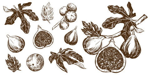 Wall Mural - Vector figs big set. Hand drawn botanical illustrations in black ink. Ripe tropical fruits in engraving style isolated on white background. Retro style elements. For packaging design, labels.