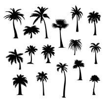 Set Of Silhouettes Of Palm Trees On Isolated Background