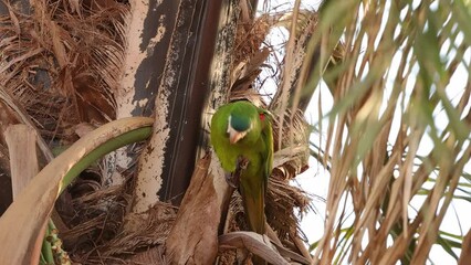 Poster - Adult Red shouldered Macaw